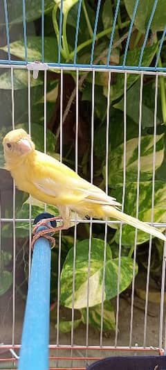 super singing canaries males for sale contact number 03002557880