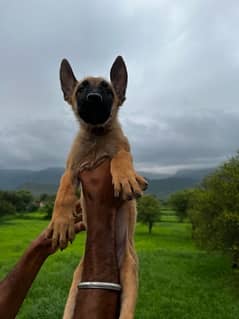 Belgian Malinois Puppy/ Belgian puppies /dog for sale