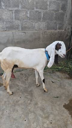 Bakri for sale