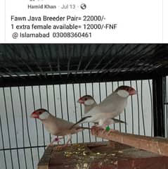 Fawn javat Breeder Pair & Female