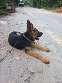 GSD MALE FOR SALE