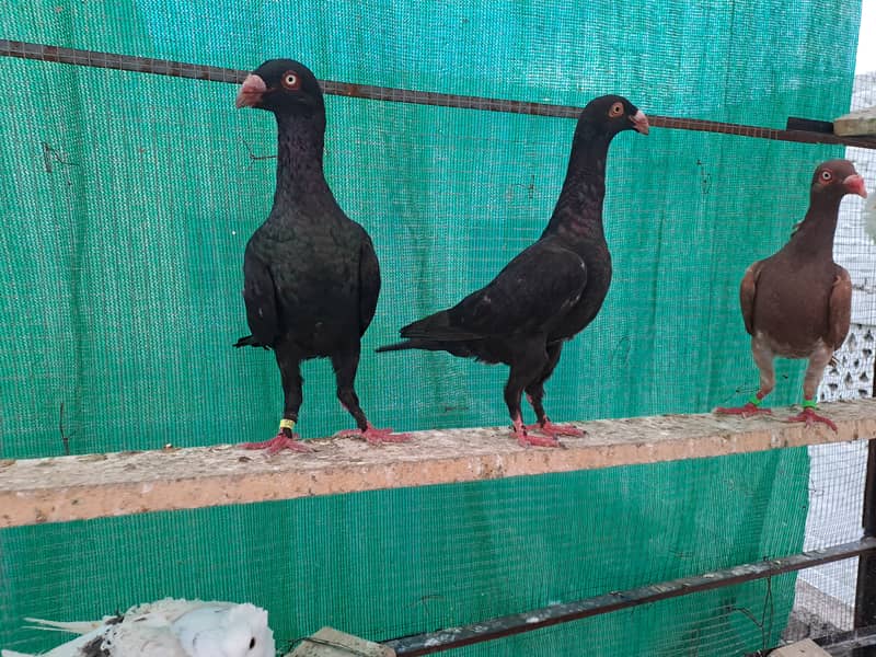 Supreme Quality Frillback breeding pair Pigeons/ kaboter 2