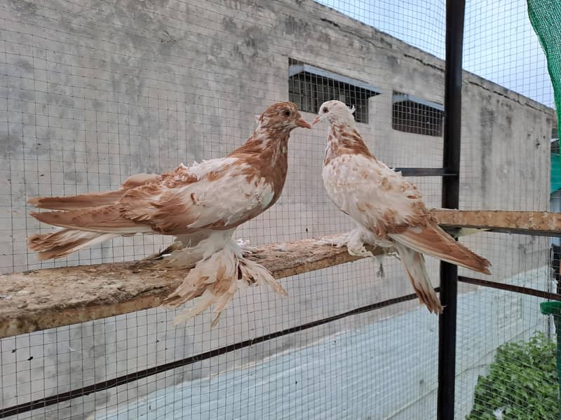 Supreme Quality Frillback breeding pair Pigeons/ kaboter 3