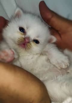 Cute kittens For Sell