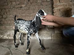 male female goats for sale