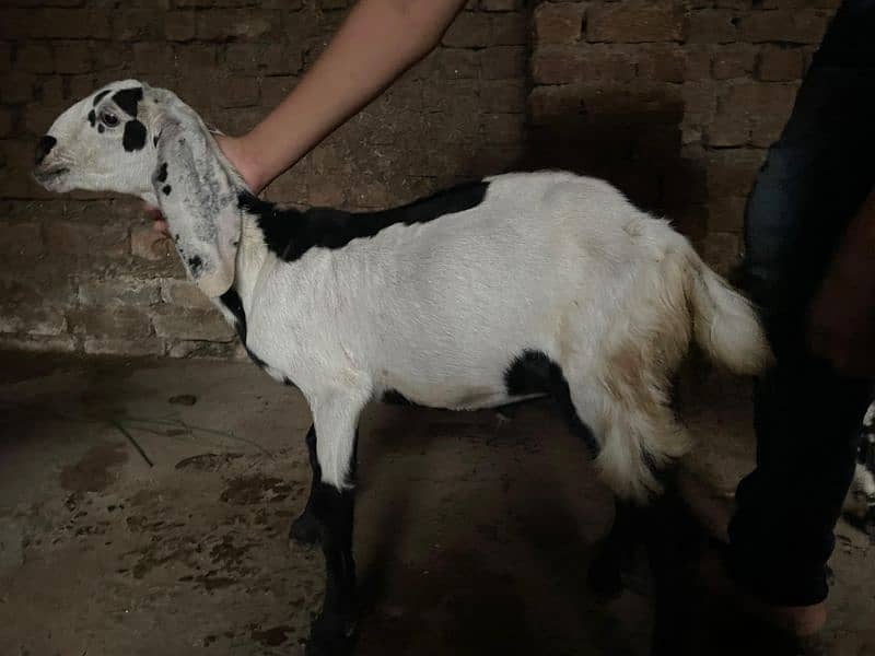 male female goats for sale 5