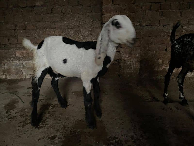 male female goats for sale 6