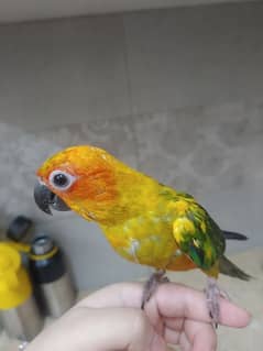 Sun conure