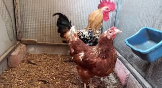 Healthy Lohmann Brown Egg-Laying Pair | High-Production Pair for Sale