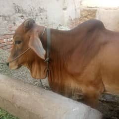 Sahiwal bull