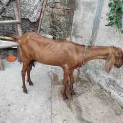 2 Desi Bakri Goats