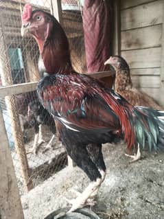 Aseel cock for sale