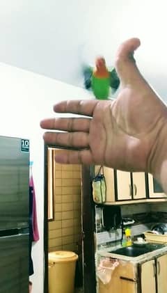 Love Bird Hand and Fly Tame Healthy & Active