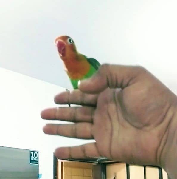 Love Bird Hand and Fly Tame Healthy & Active 1