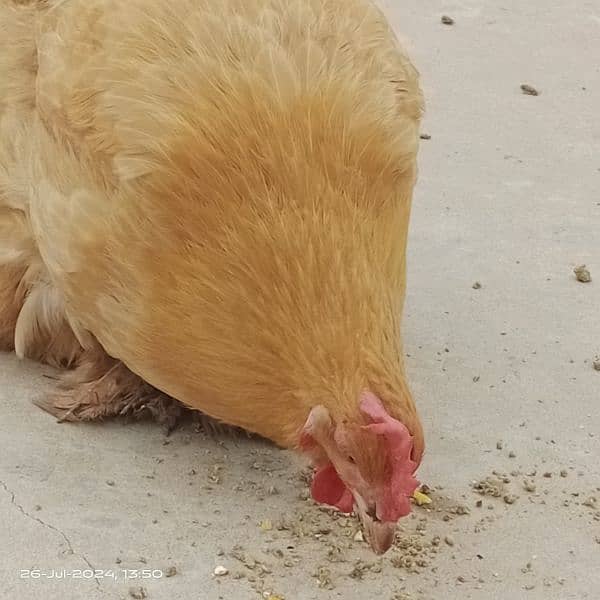 Egg laying Golden heavy buff (1.5 yr age) 1