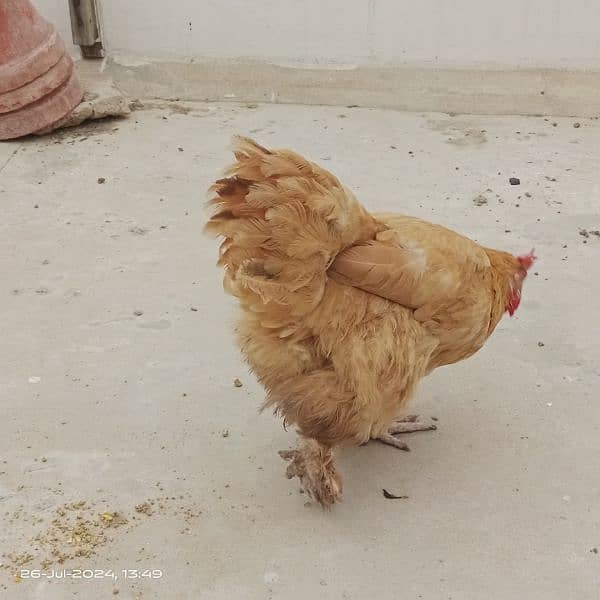 Egg laying Golden heavy buff (1.5 yr age) 2