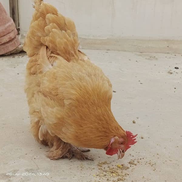 Egg laying Golden heavy buff (1.5 yr age) 3