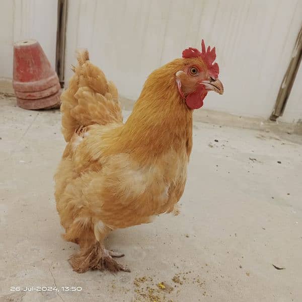 Egg laying Golden heavy buff (1.5 yr age) 4