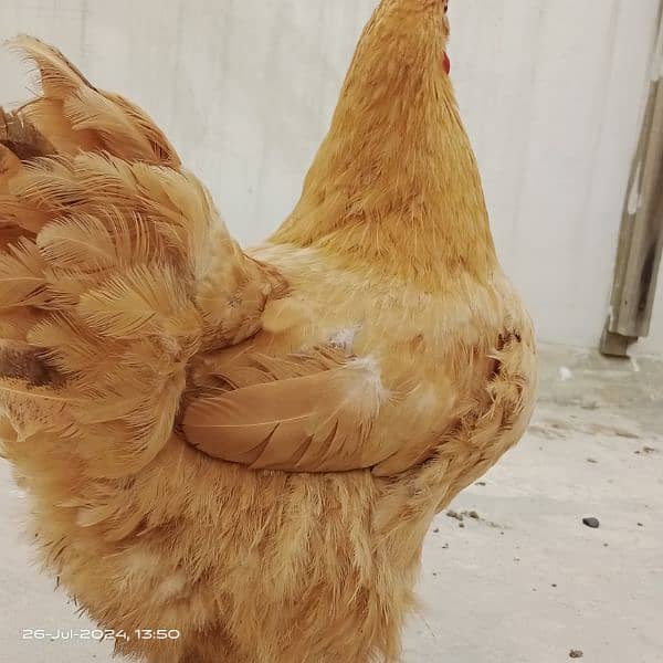 Egg laying Golden heavy buff (1.5 yr age) 5