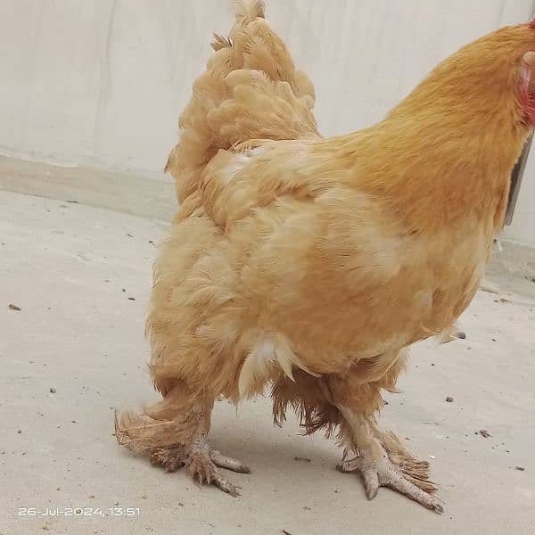 Egg laying Golden heavy buff (1.5 yr age) 6