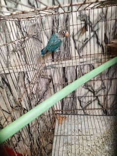 lovebird 4 patha for sale 2 albino black eye 1 parblue 1 blue fisheri