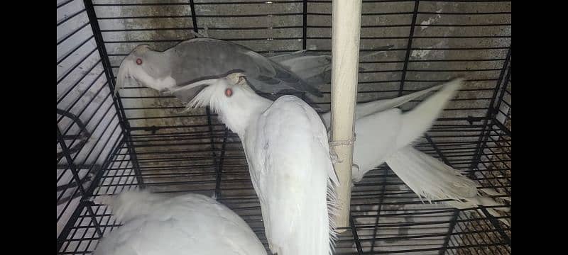 Eno & Fellow cockatiel 4