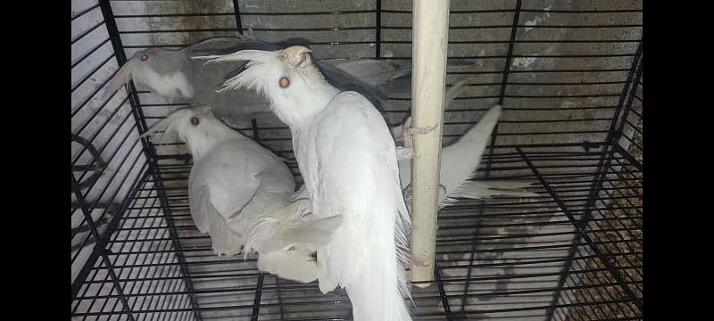 Eno & Fellow cockatiel 9