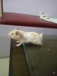 healthy and active white and brown colour red eyes hamster