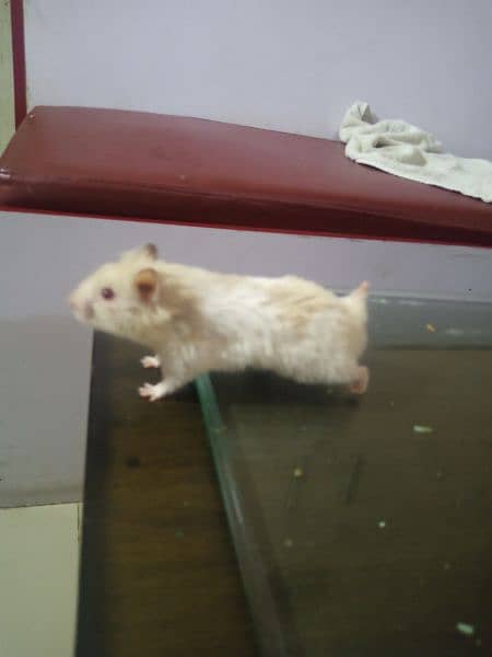 healthy and active white and brown colour red eyes hamster 0