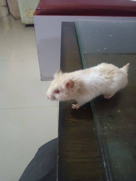 healthy and active white and brown colour red eyes hamster 1