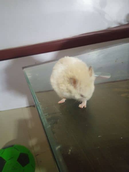 healthy and active white and brown colour red eyes hamster 2