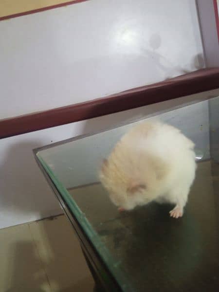 healthy and active white and brown colour red eyes hamster 4