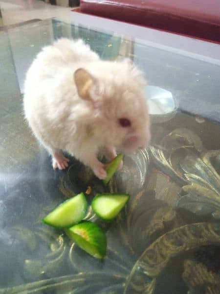 healthy and active white and brown colour red eyes hamster 5