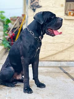 cane Corso 03234696626