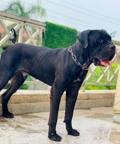 Cane Corso