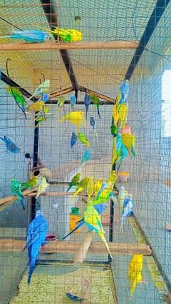 budgies