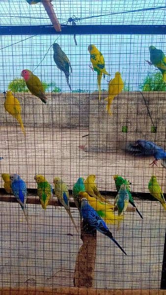 budgies breeders pairs for sale 1