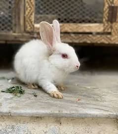 White Khargosh Rabbit with Red Eyes for Sale - Male Only, 3 Available