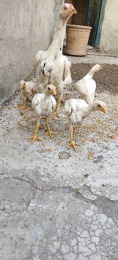 Heera chicks