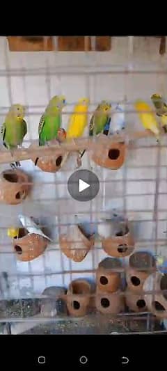 Breeder Australian parrot for sale