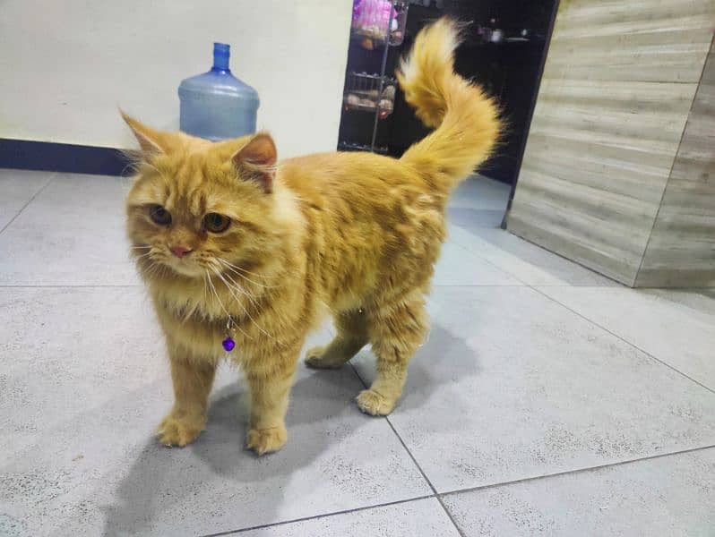 Semi Punch Persian stud male 4