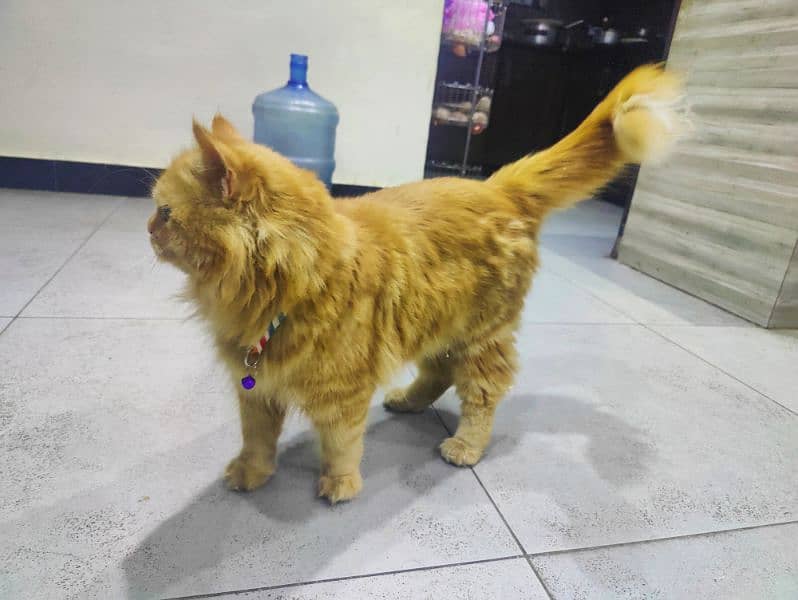 Semi Punch Persian stud male 5