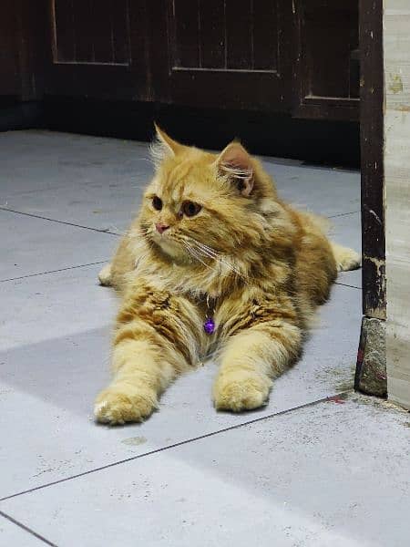 Semi Punch Persian stud male 7