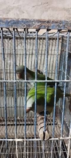 Green Monk, Green Ringneck,white Ringneck, Alexander Parrot