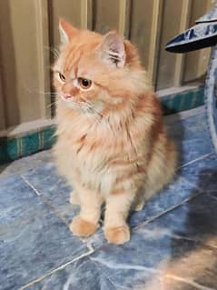 Semi Punch Persian stud male