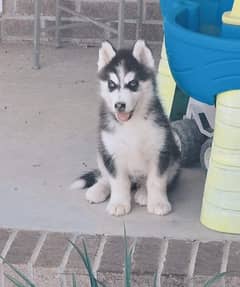 husky