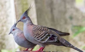 Crested doves