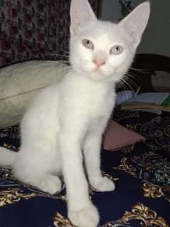 2 Persian cats for sale