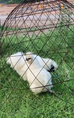 silkie pair