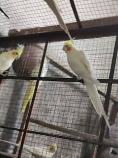 cocktail breeder pair for sales